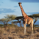Reticulated giraffe is in Samburu NP, Kenya. Image: Julian Fennessy